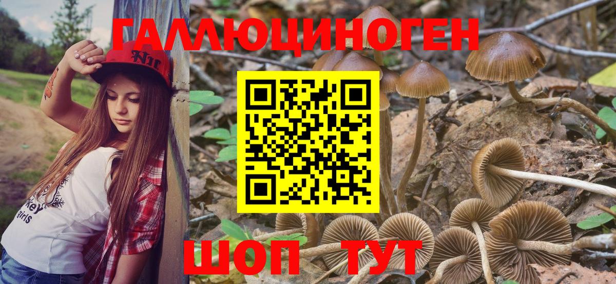 где купить   Псилоцибиновые грибы Psilocybine cubensis  Вход с VPN  Реж 